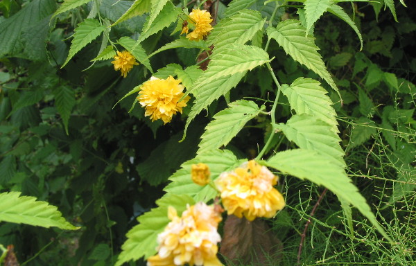 Corète du Japon - Kerria japonica