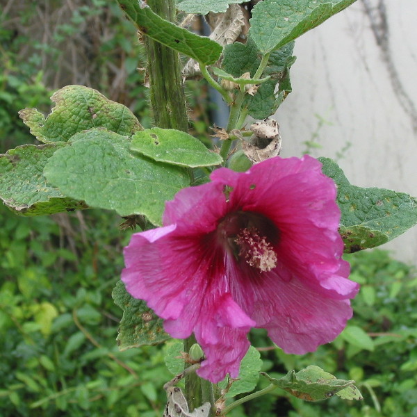 Alcea rosea, la Rose trémière