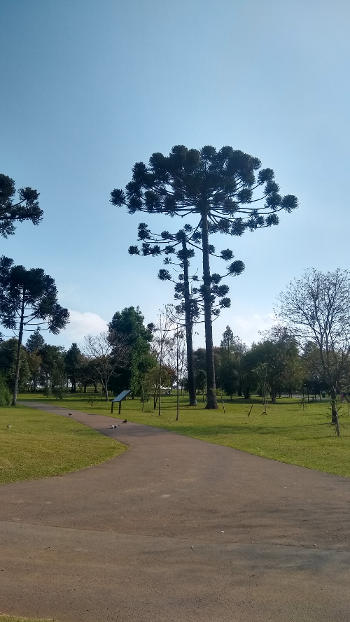 Araucárias do Jardim Botânico