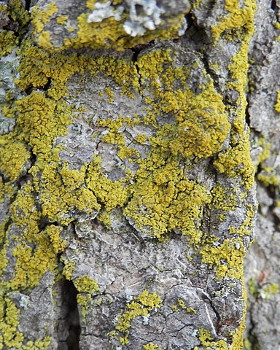 Lichen