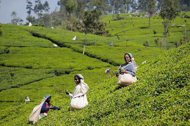 Sri Lanka Tea Harvest (pixinn.net)