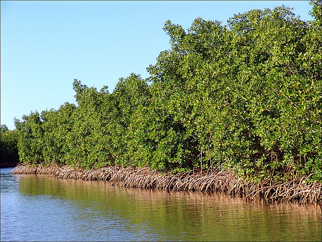 Guadeloupe Paletuviers Rouges